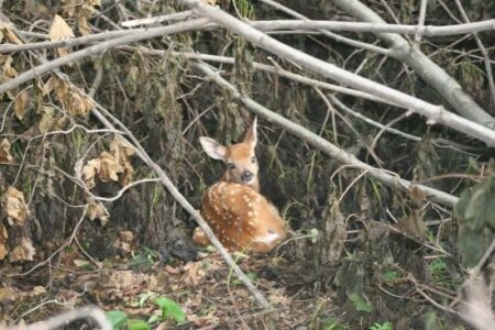 Seeing the Forest for the Deer Image